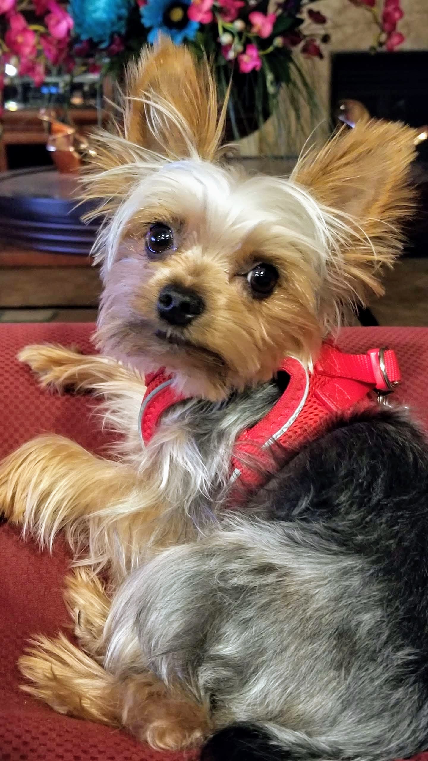 cute little dog images