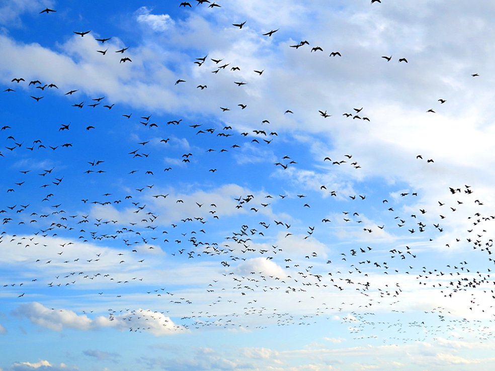 Das Wattenmeer Drehscheibe Des Vogelzugs